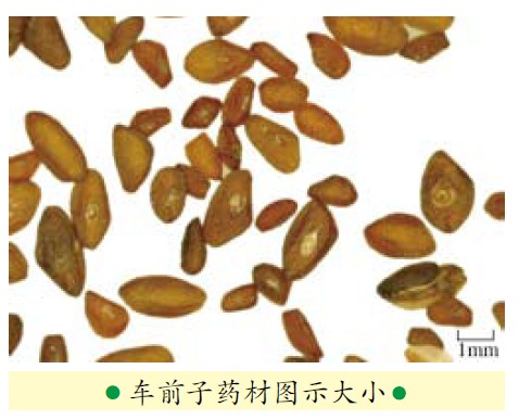 夏日消腫大良方:利水滲濕藥