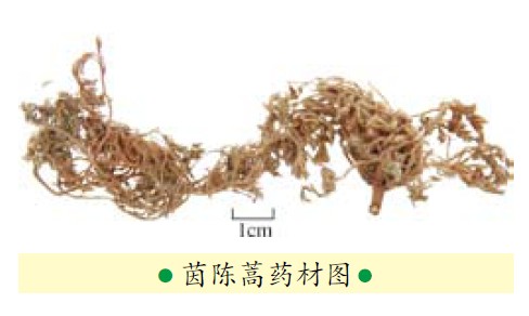 夏日消腫大良方:利水滲濕藥